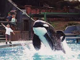Keiko — el término keiko puede referirse a: Category Keiko Orca Pod Wiki Fandom