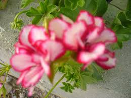 Sc flora mixt srl vinde din productie proprie urmatoarele flori : Muscate Curgatoare De Vanzare Madalinayly