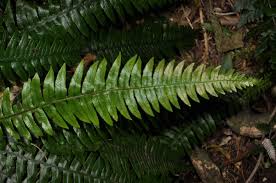 Image result for Blechnaceae