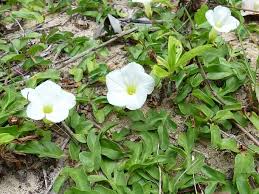 Image result for Ipomoea stolonifera