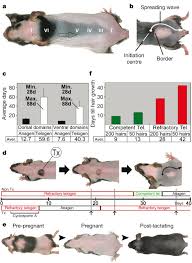 We did not find results for: Cyclic Dermal Bmp Signalling Regulates Stem Cell Activation During Hair Regeneration Nature