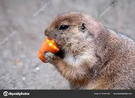 Image result for Cynomys ludovicianus obrázek