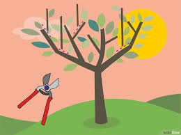 How To Prune An Olive Tree 14 Steps With Pictures Wikihow In 2020 Pruning Olive Trees Olive Tree Growing Tree