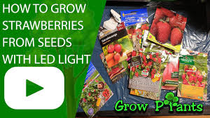 When growing strawberries indoors, place them on a sunny windowsill or close to the glass door, much better if you have a small balcony. How To Grow Strawberries From Seeds With Led Light Part 1 Mars Hydro Youtube