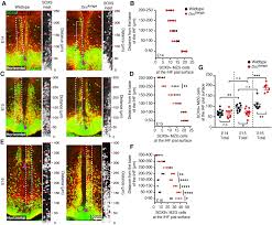 In animal cell culture the addition of serum to media is essential for providing mcq. Dcc Regulates Astroglial Development Essential For Telencephalic Morphogenesis And Corpus Callosum Formation Elife
