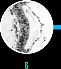 Ex Utero Monkey Embryogenesis From Blastocyst To Early Organogenesis: Cell