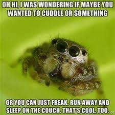 Cute Spider Meme Google Search Spiders Funny Jumping Spider Spider Meme