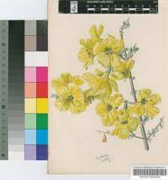 Image result for Rhigozum brevispinosum