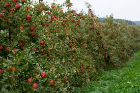 Stark® montmorency pie cherry (122) starting at $59.99. King Orchards Fruit We Grow In Our Orchard
