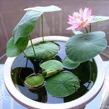 Where to buy lotus flowers online. Lotus Flowers Seeds Online At Alkarty Com