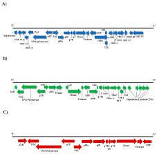 Viruses Free Full Text Faecal Virome Analysis Of Wild