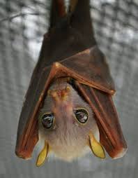 Pin On Bats And Kangaroos