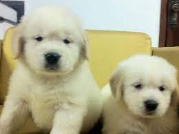 Competition obedience goldens, pets, puppies, young adults. Pet Shop Kristi Rraca Golden Retriever Cmimi 28000 Facebook