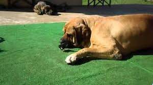 Fila brasileiros should not have coats that are grey, solid white, blue, or black and tan. Fila Brasileiro Kampfhund Mit Kind Und Kucken Youtube