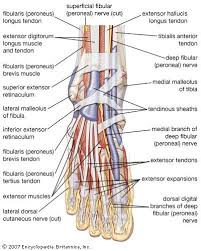 Diagram showing the tendons and ligaments of the ankle and. Human Muscle System Ankle Anatomy Muscle Anatomy Foot Anatomy