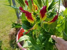 We did not find results for: 10 Unusual Perennials Garden Down South