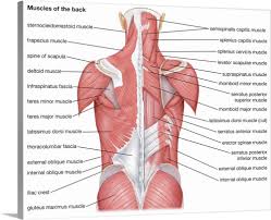 The back is subdivided into the upper, middle, and lower back. Muscles Of The Back Posterior View Wall Art Canvas Prints Framed Prints Wall Peels Great Big Canvas