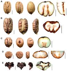 Image result for Cyphostemma ukerewense