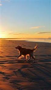 Lonely Walking Dog Sea Beach Iphone 6 S 8 S Wallpaper Dog Wallpaper Dog Wallpaper Iphone Cute Dog Wallpaper