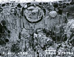 Image result for Nesogordonia