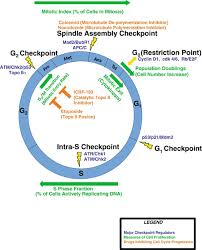 Cells continue mitosis until they are touching, then they stop reproducing until a cell dies. Patterns Of Cell Cycle Checkpoint Deregulation Associated With Intrinsic Molecular Subtypes Of Human Breast Cancer Cells Npj Breast Cancer