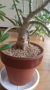 パキポディウム・ビスピノーサム実生2｜そだレポ（栽培レポート）byTripleMellow｜みんなの趣味の園芸