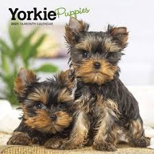 Get free yorkie puppies now and use yorkie puppies immediately to get % off or $ off or free shipping. Yorkie Puppies 2021 7 X 7 Inch Monthly Mini Wall Calendar Animals Small Dog Breeds Terrier Yorkshire Terrier Browntrout Publishers Inc Browntrout Publishers Editing Team Browntrout Publishers Design Team Browntrout Publishers Design