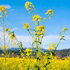 Mustard is the common name for several herbaceous plants in the genera brassica and sinapis of the brassicaceae family, and in particular sinapis hirta or sinapis alba (white or yellow mustard; Mustard Seeds White Tilney Suttons