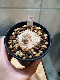 Image result for Dorstenia cuspidata