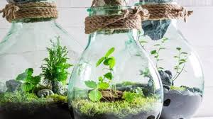 Pflanzen Im Glas So Einfach Baust Du Dein Ewiges Terrarium Stern De In 2020 Terrarium Pflanzen Pflanzen Pflanze Im Glas