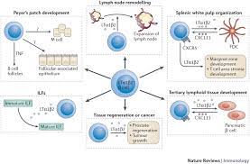 Bão cytokine xảy ra khi có sự gia tăng lượng lớn các tế bào miễn dịch Antibody Independent Functions Of B Cells A Focus On Cytokines Nature Reviews Immunology