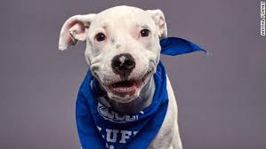 Live video by animal planet l!ve. Here S How To Adopt A Pet From The Puppy Bowl Cnn