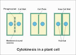 What happens during telophase in animal cells. Which Of The Following Is A Difference Between Plant And Animal Cell Division