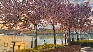 We did not find results for: Am Balaton Ufer In Balatonfured Wird Eine Neue Promenade Errichtet Wunderbarerbalaton De