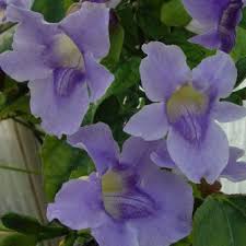 Image result for Thunbergia reticulata