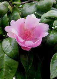 These become unique entities that represent a particular country. Leuenbergeria Quisqueyana Wikipedia