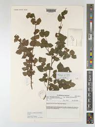 Image result for Warneckea sansibarica