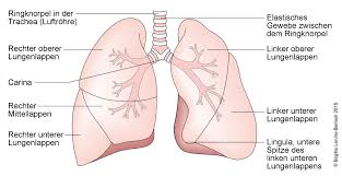 The european cystic fibrosis society (ecfs) therefore wants to build a european clinical trials network (ctn) to offer a structured cooperation between qualitätssicherung mukoviszidose. Mukoviszidose Deximed