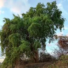 Image result for Salvadora