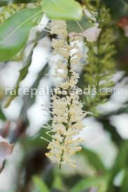 Image result for Macadamia tetraphylla