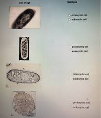 How are they similar, and how are they different? For Each Of The Following Images Of Cells Identify Chegg Com