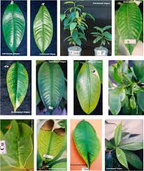 Mangosteen Leaves With Symptoms Of Deficiencies Of Nitrogen