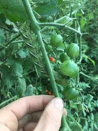 For us, that means a morning and. Vegetable Hornworm Tomato Umass Center For Agriculture Food And The Environment