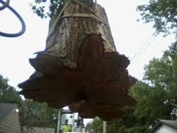 Paul and the twin cities metro area? Expert Tree Service Company Minneapolis Mn Bee S Tree Service