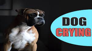 Dog Crying Dogs Cry Sound Youtube