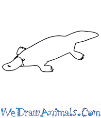How To Draw A Platypus Small translation, editing and proofreading tasks; how to draw a platypus