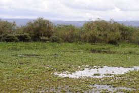 Image result for Cyperus tomaiophyllus