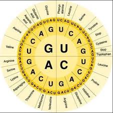 Point mutations are the most common type of mutation and there are two types. Dna Mr Velasquez