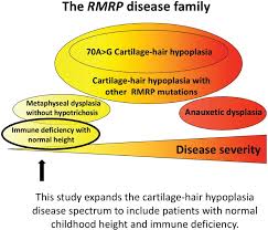 And abnormal immune system function (immune deficiency) that can lead to recurrent infections. Cartilage Hair Hypoplasia With Normal Height In Childhood 4 Patients With A Unique Genotype Klemetti 2017 Clinical Genetics Wiley Online Library