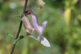 Image result for Ceratotheca triloba